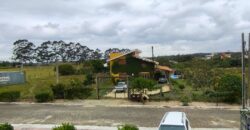 Geminados a venda no Arroio do Rosa, Imbituba-SC