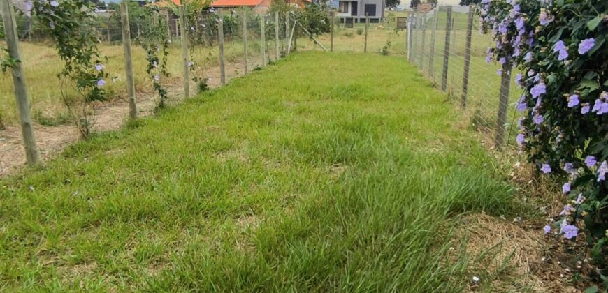 Geminados a venda no Arroio do Rosa, Imbituba-SC